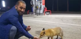 Milli futbolcu Hakan Çalhanoğlu'nun babası tatil için geldiği memleketinde tilkiyi eliyle besledi