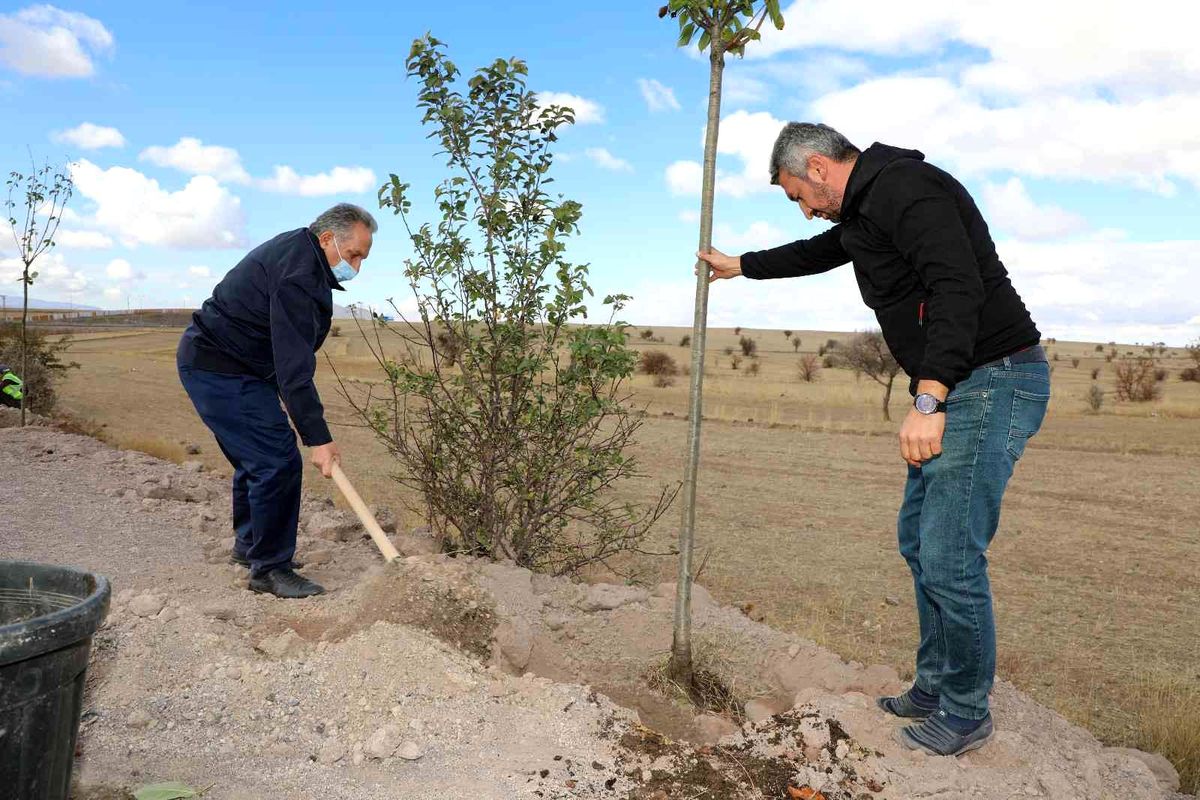 Talas'ta kırsal mahalle girişlerinde ağaç seferberliği