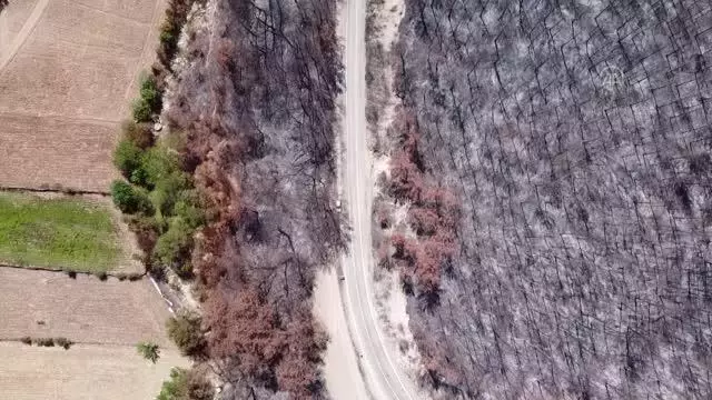 Yanan ormanlık alanlarda 4 milyon fidan toprakla buluşacak