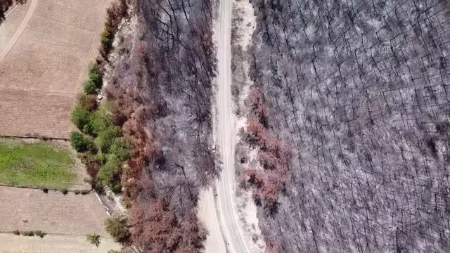 Yanan ormanlık alanlarda 4 milyon fidan toprakla buluşacak