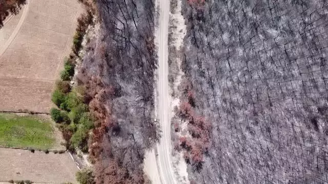 Yanan ormanlık alanlarda 4 milyon fidan toprakla buluşacak
