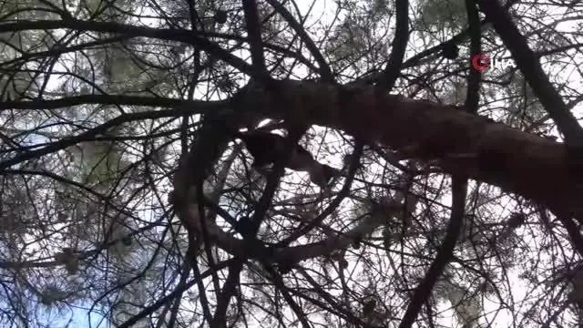 Son dakika haberi... Yatak çarşafıyla kedi kurtarma operasyonu