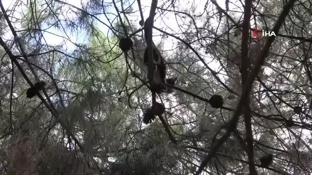 Son dakika haberi... Yatak çarşafıyla kedi kurtarma operasyonu