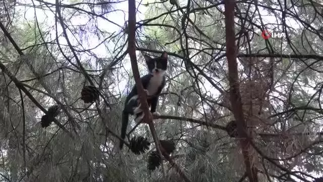 Son dakika haberi... Yatak çarşafıyla kedi kurtarma operasyonu