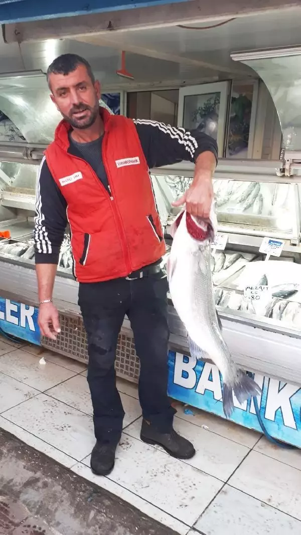 Çanakkale Boğazı'nda 7 kiloluk levrek yakaladı