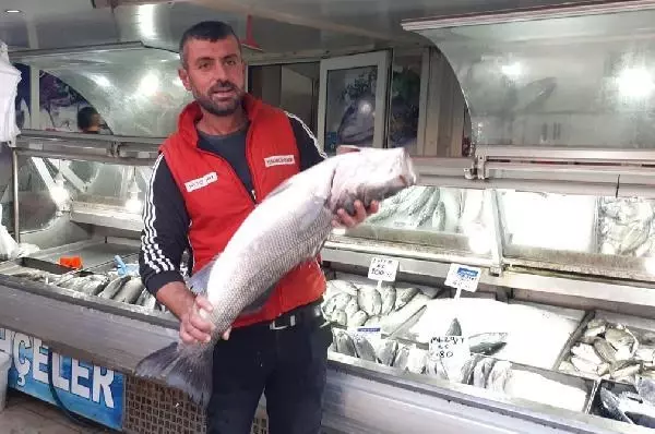 Çanakkale Boğazı'nda 7 kiloluk levrek yakaladı