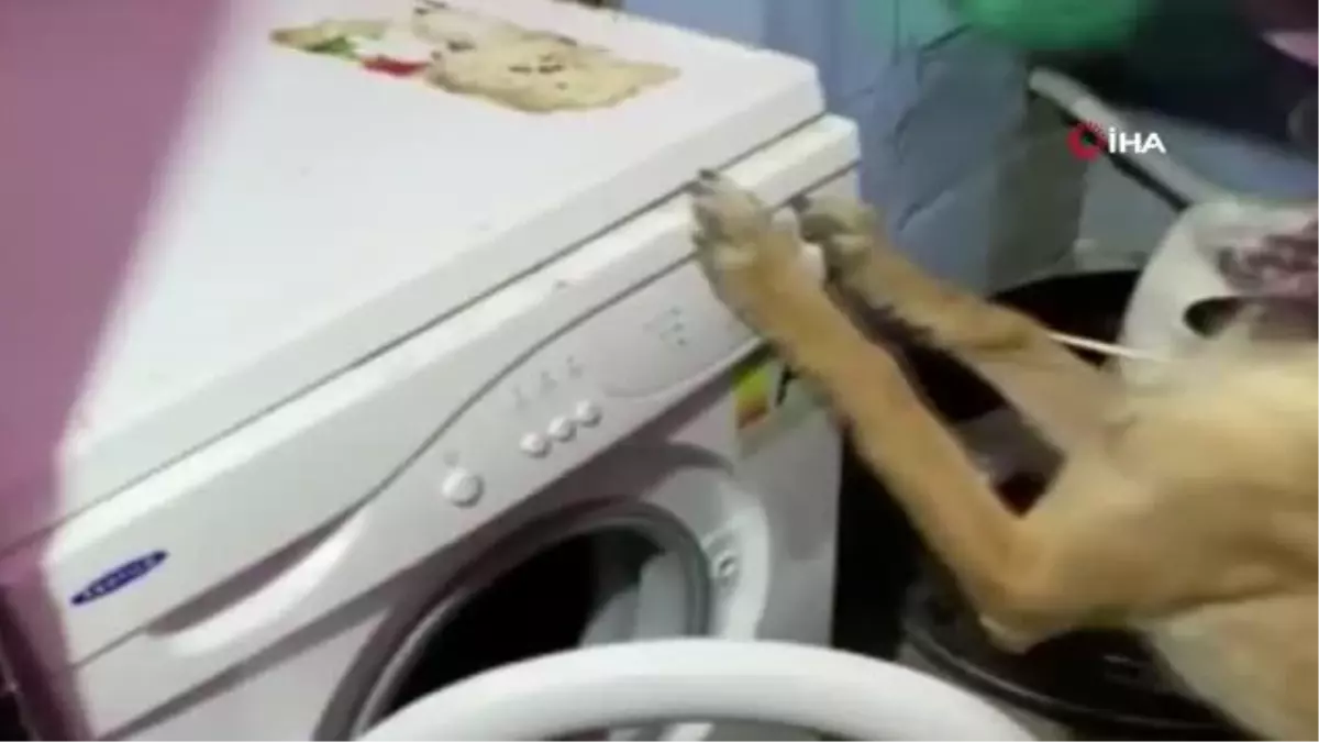 'Fırtına' fırtına gibi çalışıyor...Çamaşır makinesinden 13 kilo bonzai çıktı