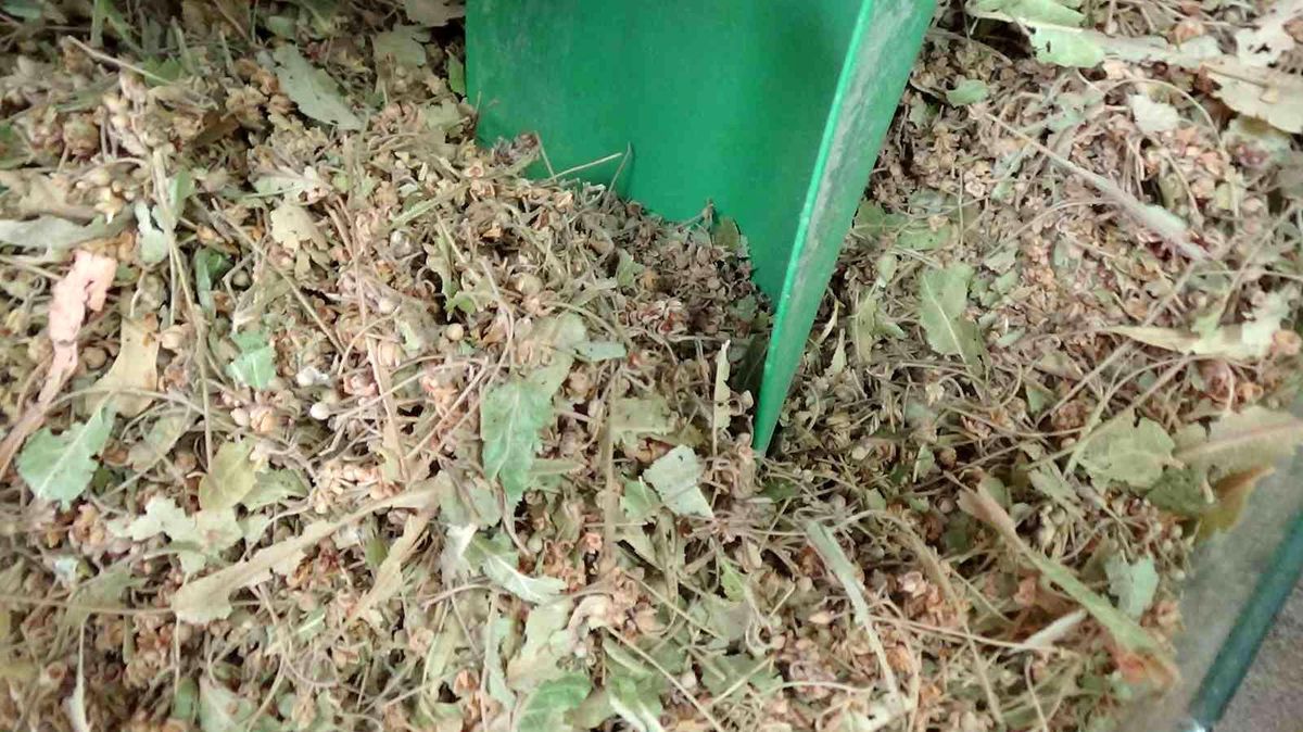 Ihlamur 'yeşil altın' olma yolunda ilerliyor: Kilosu 400 lira