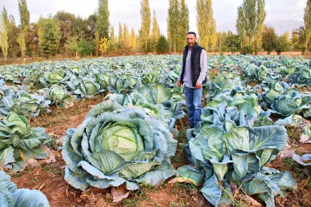 Kahramanmaraş'ta dev lahanalar görenleri şaşırtıyor