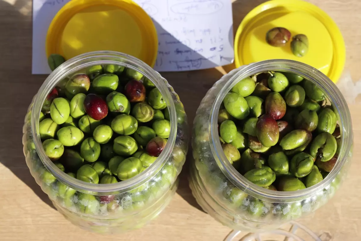 Osmaniye'de kadınlara zeytin ve turşu yapımı konusunda eğitim verildi
