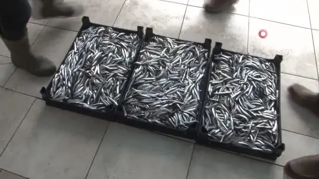 Tezgahlarda hamsinin kilogramı 10 liraya kadar düştü