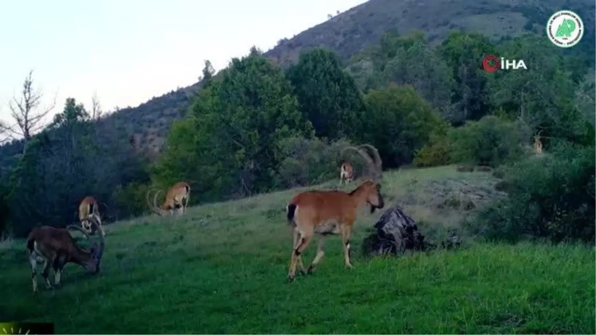 Artvin'de yaban hayatı görüntülendi