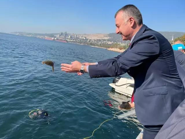 İzmit Körfezi'ne 6 bin çipura, levrek ve kalkan bırakıldı