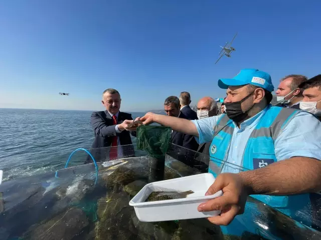 İzmit Körfezi'ne 6 bin çipura, levrek ve kalkan bırakıldı