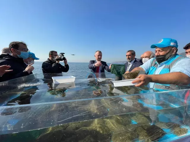 İzmit Körfezi'ne 6 bin çipura, levrek ve kalkan bırakıldı