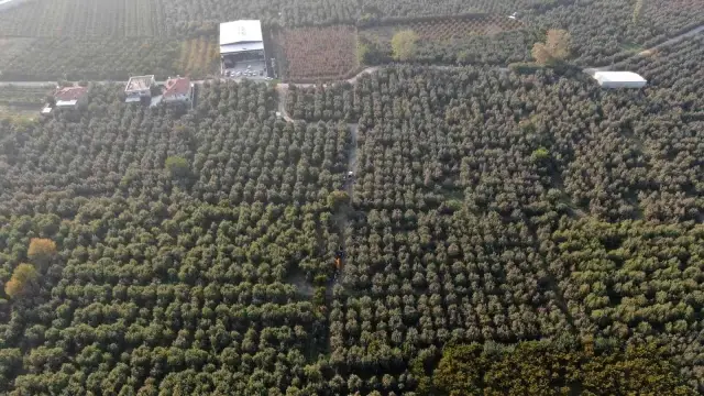 Armut bahçelerinde hasat bereketi