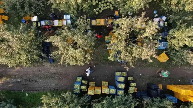 Armut bahçelerinde hasat bereketi