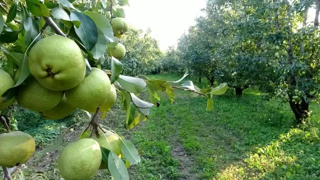 Armut bahçelerinde hasat bereketi