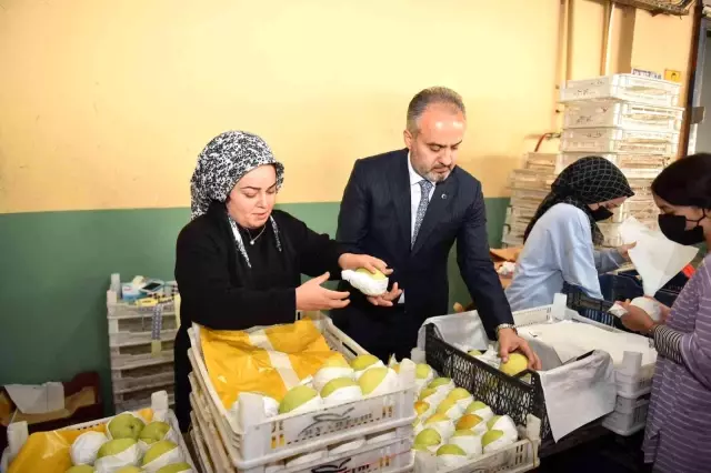 Armut bahçelerinde hasat bereketi