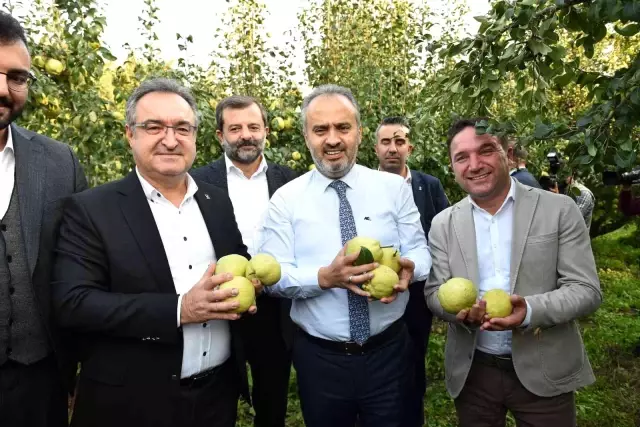 Armut bahçelerinde hasat bereketi
