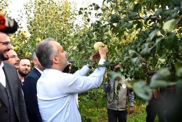 Armut bahçelerinde hasat bereketi