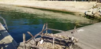 Kocaeli: Dalgıçların İzmit Körfezi'nde karşılaştığı piknik masası deniz süpürgesiyle çıkarıldı Kocaeli: Dalgıçların İzmit Körfezi'nde karşılaştığı piknik masası deniz süpürgesiyle çıkarıldı