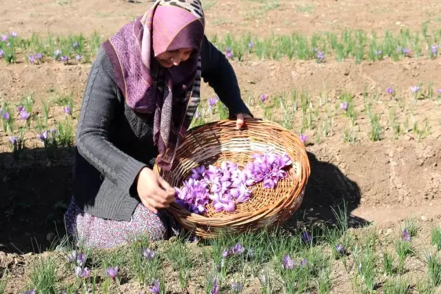 Gramla satılıyor, kilogram fiyatı dudak uçuklatıyor