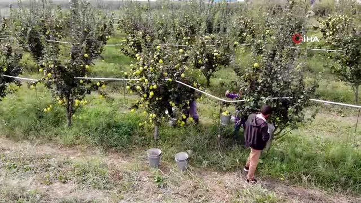 sakarya da yetistiriliyor dunyada rakibi yok 14480675 amp