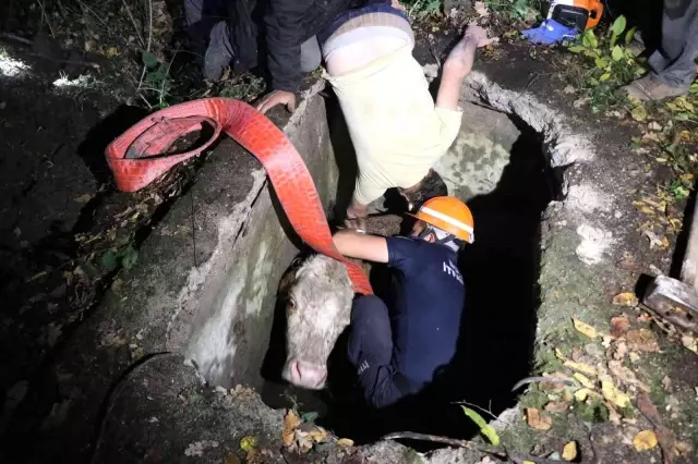 Su kuyusuna düşen inek halatla bağlanarak kurtarıldı