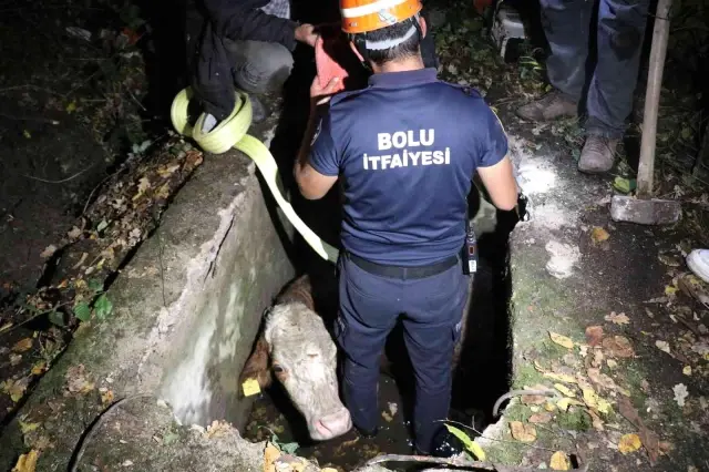 Su kuyusuna düşen inek halatla bağlanarak kurtarıldı