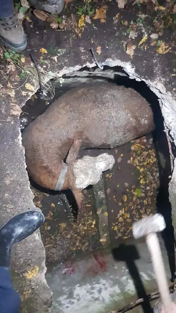 Su kuyusuna düşen inek, itfaiye ekiplerince kurtarıldı