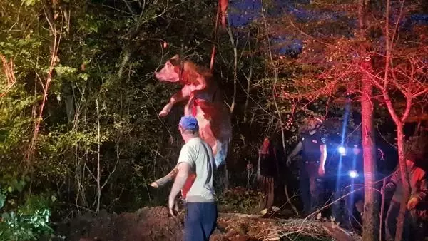 Su kuyusuna düşen inek, itfaiye ekiplerince kurtarıldı