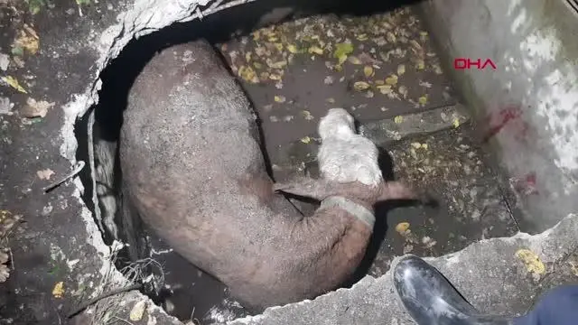 Su kuyusuna düşen inek, itfaiye ekiplerince kurtarıldı