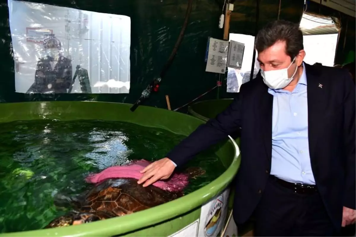 Tedavileri Tamamlanan Deniz Kaplumbağaları Denizle Buluştu