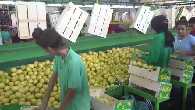 Türkiye'nin narenciye ihracatı 9 ayda 427 milyon dolara ulaştı