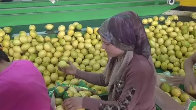 Türkiye'nin narenciye ihracatı 9 ayda 427 milyon dolara ulaştı