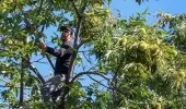 Bu iş için belini kıranlar, kör olanlar var! Kestane hasadında çalışan işçiler 600 lira yevmiye alıyor