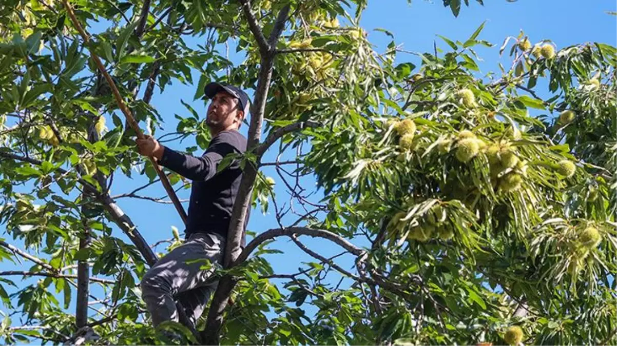 Bu iş için belini kıranlar, kör olanlar var! Kestane hasadında çalışan işçiler 600 lira yevmiye alıyor