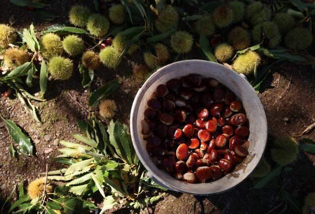 Bu iş için belini kıranlar, kör olanlar var! Kestane hasadında çalışan işçiler 600 lira yevmiye alıyor