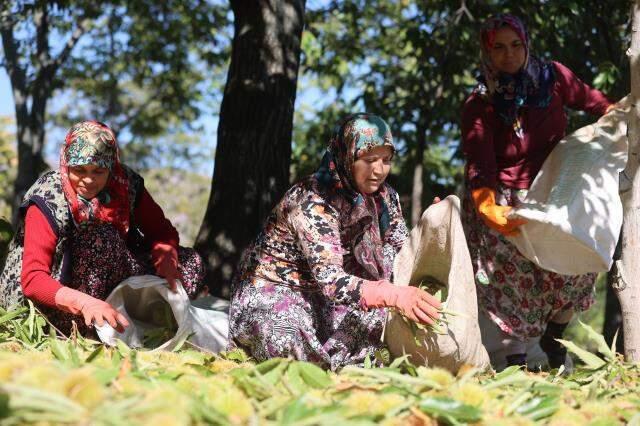 Bu iş için belini kıranlar, kör olanlar var! Kestane hasadında çalışan işçiler 600 lira yevmiye alıyor