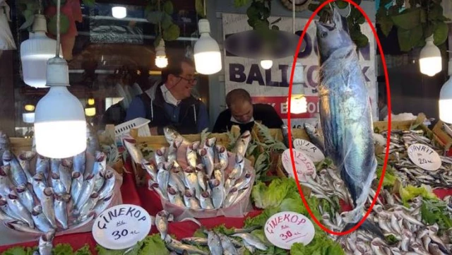 Karadeniz'de torik bereketi, tanesi 300 liraya satılıyor