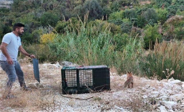 Kümes sahibinin tavuklarını öldüren tilkiye yaptığı herkesten alkış aldı Kümes sahibinin tavuklarını öldüren tilkiye yaptığı herkesten alkış aldı