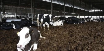 Hollanda'da her yıl boşa giden 53 milyar kilo inek gübresi ev yapımında kullanılabilir