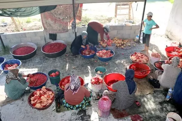 Savaştan kaçan Suriyeli avukat, Türkiye'de çiftçilik yapıyor: Burada cennetteyiz Savaştan kaçan Suriyeli avukat, Türkiye'de çiftçilik yapıyor: Burada cennetteyiz