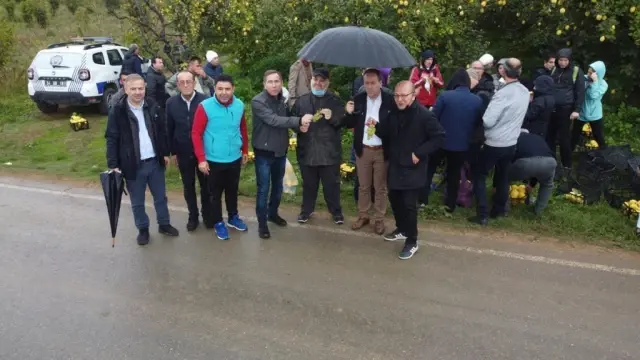 İstanbul'dan gelen milletvekili ve akademisyenler Geyve'de ayva hasadı yaptı