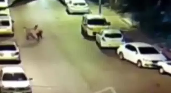 Kapkaç anı kamerada/ HABER İPTALİ