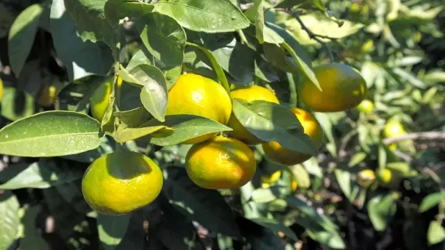 Satsuma mandalinanın ihracat yolculuğu 27 Ekim'de başlıyor