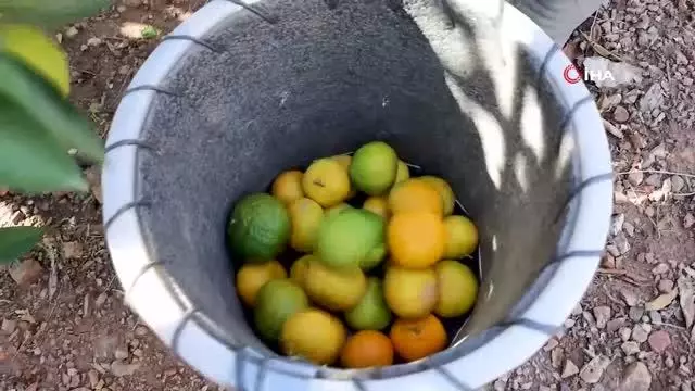 Satsuma mandalinanın ihracat yolculuğu 27 Ekim'de başlıyor