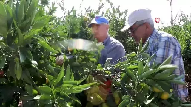 Satsuma mandalinanın ihracat yolculuğu 27 Ekim'de başlıyor