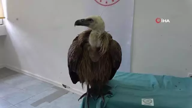 Göç yolunda yorulan kızıl akbaba Marmara Denizi'ne düştü